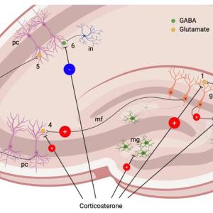 hippocampe et stress.jpg