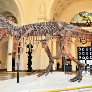 tyrannosaure-Sue.jpg