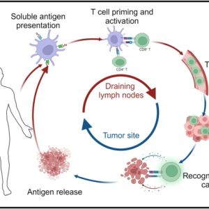 Le mécanisme du vaccin contre le cancer.png