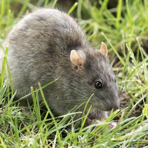 Rat brun (Rattus norvegicus).jpg