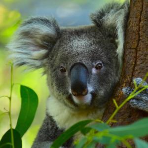 koala-arbre.jpg