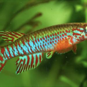 poisson-African turquoise killifish.jpg