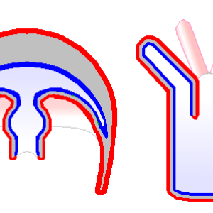 Deux formes corporelles de base des cnidaires, la méduse et le polype.png