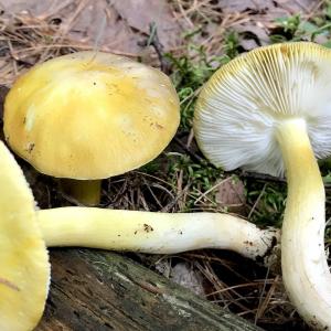 champignon-inconnu-Quebec.jpg