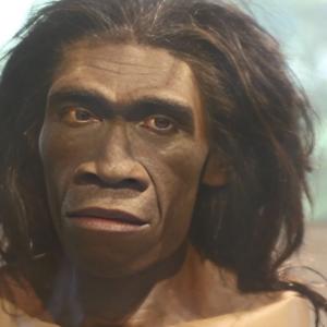 Homo-erectus.jpg