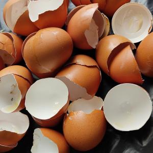 coquilles-oeufs-vides.jpg