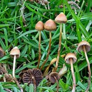Psilocybe_mexicana_Veracruz.jpg