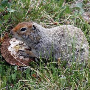 ecureuil-terrestre-Spermophilus_parryii.jpg