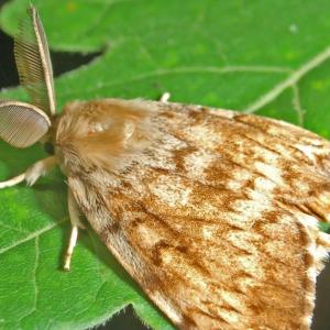 papillon_spongieuse.jpg