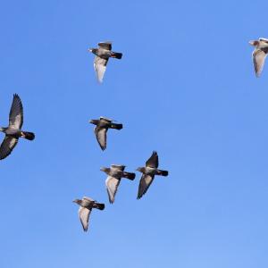 pigeons-voyageurs.jpg