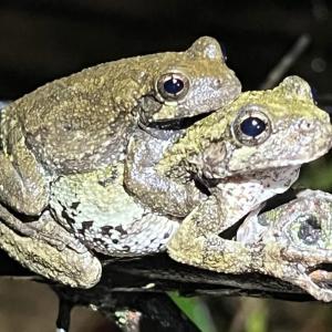 grenouille-accouplement.jpeg