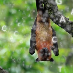 chauve-souris-Bat1K.jpg