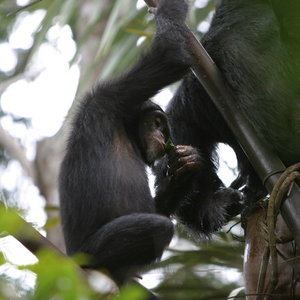 09chimp-master675.jpg