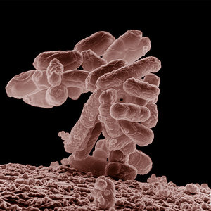 1024px-e_coli_at_10000x.jpg