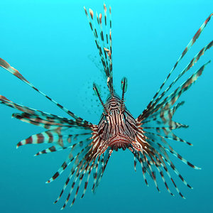 1024px-pterois_volitans_manado-e_edit.jpg