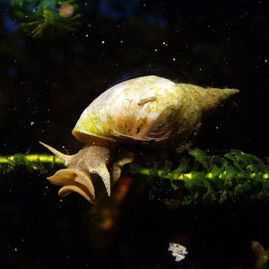 1024px-water_snail_rex_2.jpg