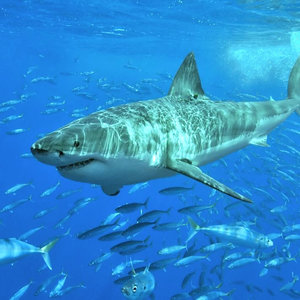 1024px-white_shark-2.jpg