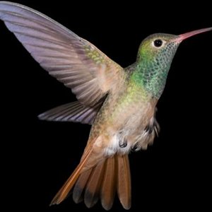 120927_c18yv_colibri-oiseau_sn635.jpg