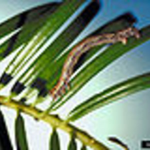 120px-Lambdina_fiscellaria_somniaria_larva.jpg