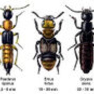 120px-Staphylinidae.jpg