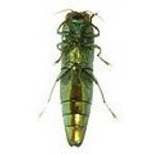 120px-Ventral_adult_eab.jpg