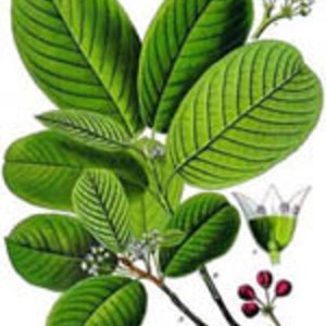 150px-rhamnus_purshiana_-_kohler-s_medizinal-pflanzen-121.jpg