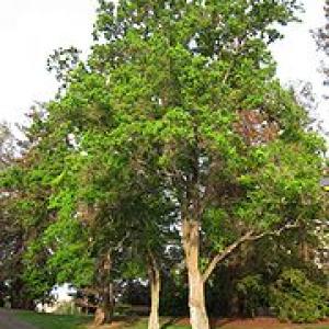 180px-UC_Davis_arboretum_-_Sapium_sebiferum.jpg