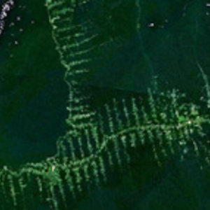 180px-amazonie_deforestation.jpg
