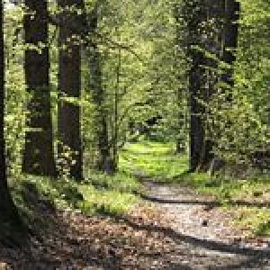 200px-forest_path_in_yvelines_-_france-wikipedia.jpg