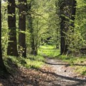 200px-forest_path_in_yvelines_-_france.jpg