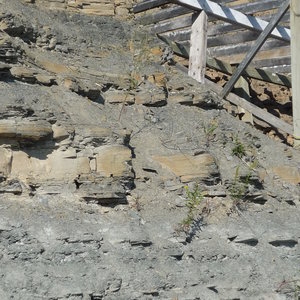 20100801_caplan_pointe-a-la-garde_20_miguasha.jpg