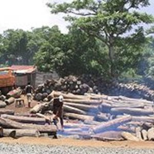 220px-Illegal_export_of_rosewood_001-Erik_Patel.jpg