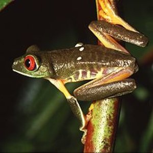 220px-agalychnis_callidryas-wikipedia.jpg