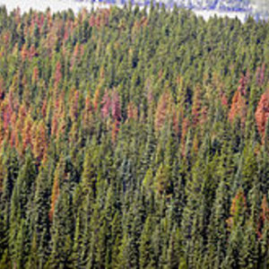 220px-barkbeetledamagebc.jpg