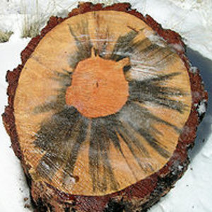 220px-blue_stain_fungus_01.jpg