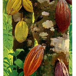 220px-cacao_pods_-_project_gutenberg_etext_16035.jpg