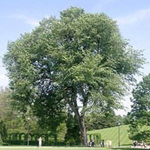 220px-img_ulmus_americana_wikipedia2209.jpg