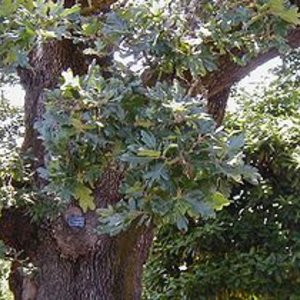 220px-quercus_garryana.jpg