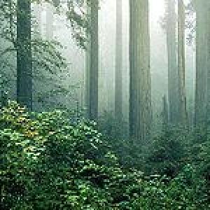 220px-redwood_and_fog.jpg