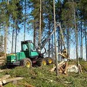 220px-tj_harvesteri-wikipedia.jpg