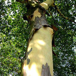 240px-bayreuther_strasse_platane.jpg