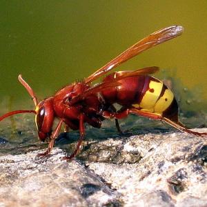 246379557-thirsty-hornet.jpg