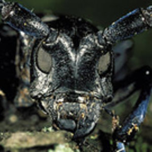 250px-anoplophora_glabripennis2.jpg