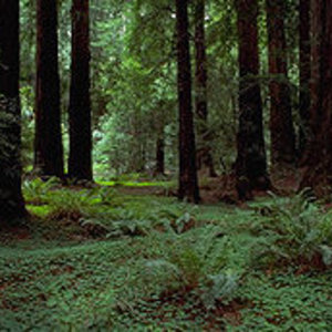 250px-foret_-wiki.jpg