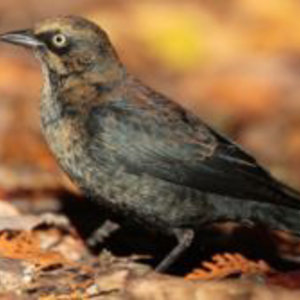 250px-quiscale-rouilleux-euphagus-carolinus-wikipedia-001.jpg