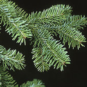 250px-sapin-abies_balsamea_branch.jpg