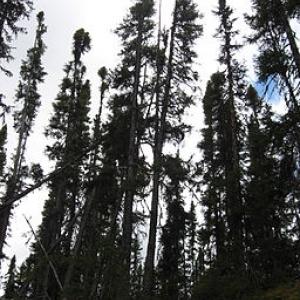 256px-boreal_forest-colocho-wikimedia-commons.jpg