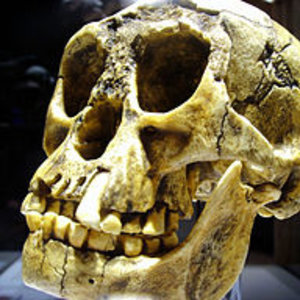 256px-homo_floresiensis_kopie_01.jpg