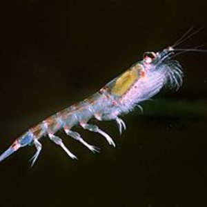256px-krill666.jpg