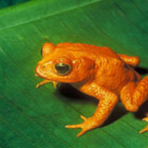 275px-bufo_periglenes1-u.s._fish_and_wildlife_service.jpg